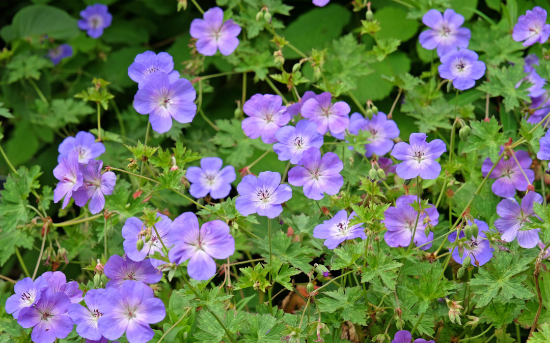 The Best Plants for West Midlands Gardens