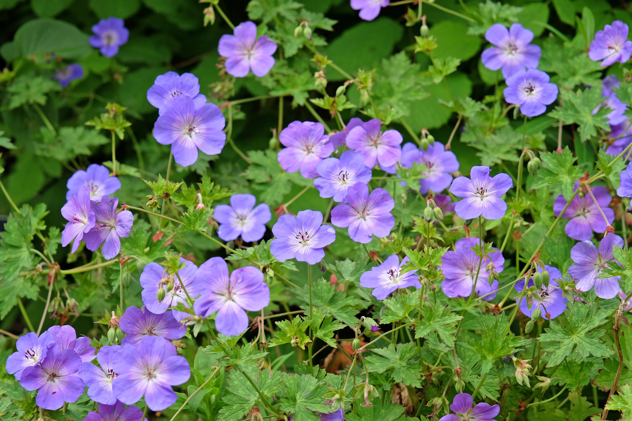 Choosing a Landscaping Company