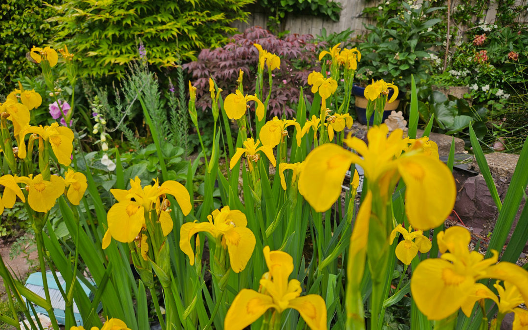 How to Get the Most Out of Your Garden This Summer