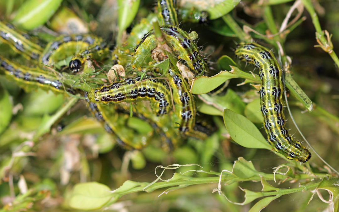 The July Pest Alert: Defending West Midlands Hedges from the Box Caterpillar
