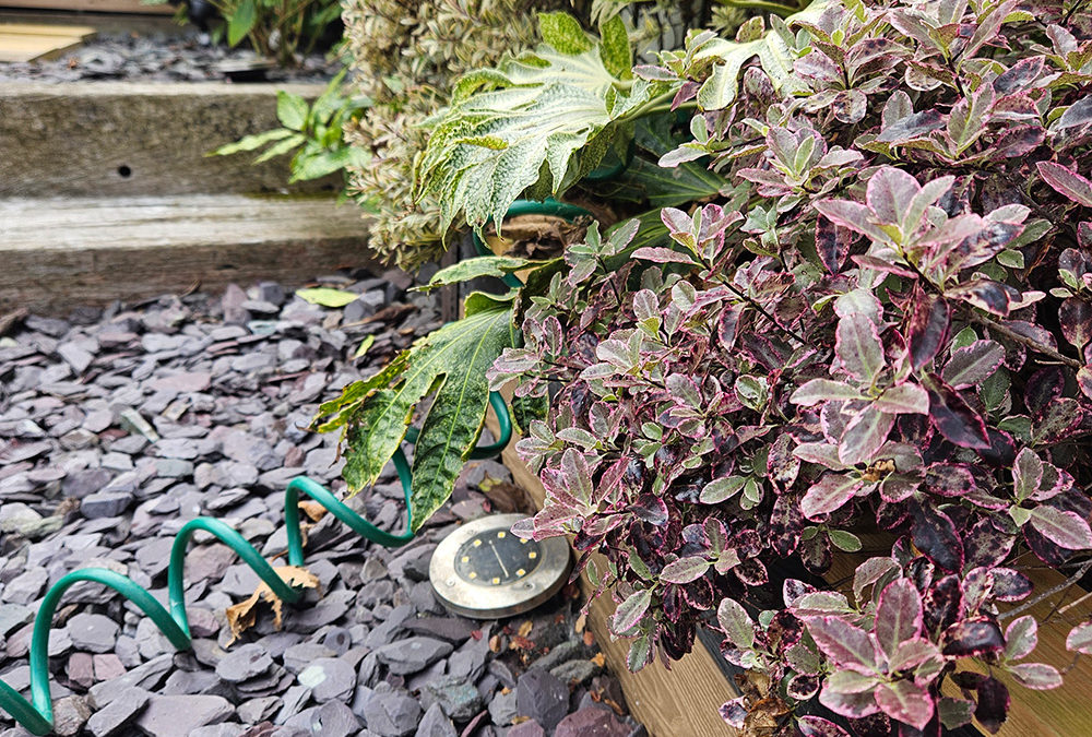 Smart Summer Garden Watering Tips for West Midlands Homeowners