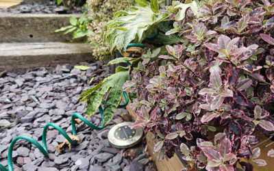 Smart Summer Garden Watering Tips for West Midlands Homeowners