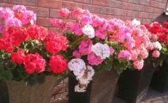 MDK Garden Services Planters
