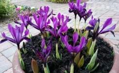 MDK Garden Services Planters