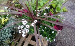 Flower Arrangement