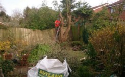 MDK Garden Services Tree Cutting